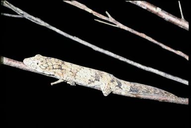 Eurydactylodes vieillardi