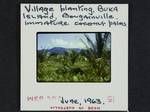 Village planting, immature coconut palms, Buka Island, Bougainville, [Papua New Guinea], Jun 1963