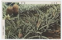 [wa0311] [Taiwan pineapples]