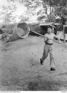 NEW GUINEA. C. 1943. LEADING AIRCRAFTMAN K. W. GILL OF SYDNEY, NSW, WHO IS A BUTTERFLY COLLECTOR IN HIS SPARE TIME WITH THE RAAF. HE HAS MADE A LARGE NET FOR CATCHING THE BIG JUNGLE SPECIMENS