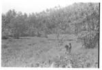 View of taro? plantation