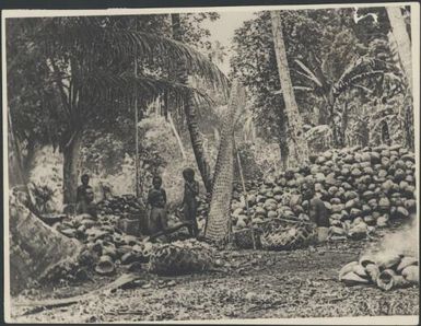 Coconut plantation (copra), New Guinea mainland. Sarah Chinnery