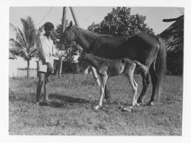 [Boy Stands With Horse and Calf]