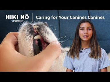 Caring for Your Canine's Canines | HIKI NŌ on PBS HAWAIʻI