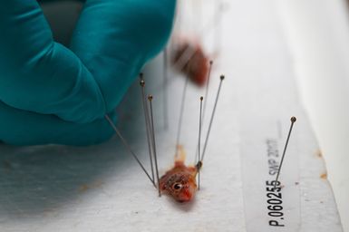 Tiny reef fish collected from a rotenone station are pinned down during the preserving process during the 2017 South West Pacific Expedition.