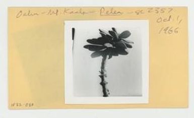 [Pelea in Hawaii, envelope IE32-037]
