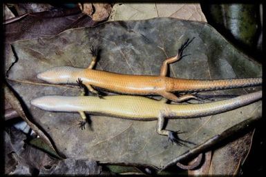 Caledoniscincus austrocaledonicus