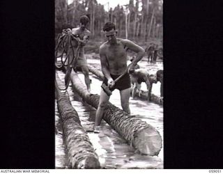 BUMI RIVER, NEW GUINEA. 1943-10-19. ENGINEERS OF THE 2/3RD AUSTRALIAN FIELD COMPANY, ROYAL AUSTRALIAN ENGINEERS SECURING COCONUT LOGS WITH SPIKES FOR A NEW BRIDGE ACROSS THE RIVER. SHOWN: NX89137 ..