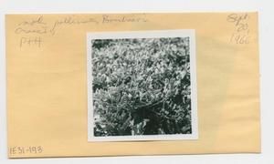 [Boerhavia in Hawaii, envelope IE31-193]