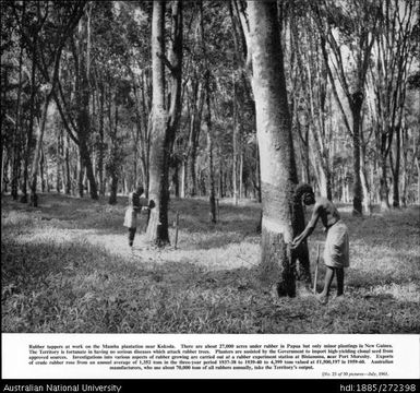 Rubber tappers at work on the Mamba plantation near Kokoda