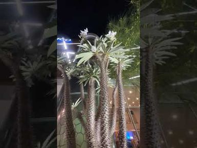 ANAHEIM CALIFORNIA USA at night - September 3 2025