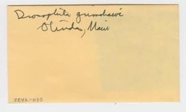 [Drosophila grimshawi in Hawaii, envelope IE42-080]