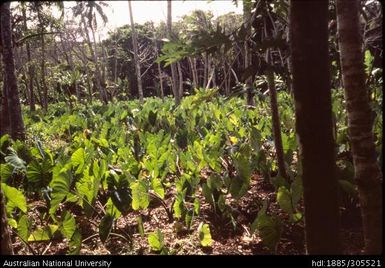 Mikro's taro plantation, Vava'u