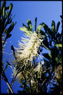 Protea flower in maquis vegetation