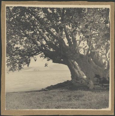 Calophylum (Baratonia?) tree, Rabaul, New Guinea, 1937 / Sarah Chinnery