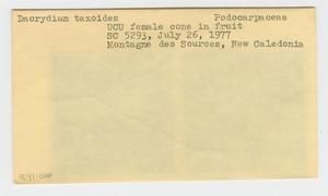 [Dacrydium taxoides in New Caledonia, envelope IE41-086]