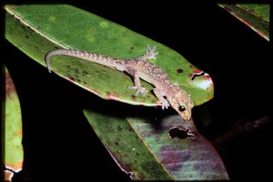 Gecko sp.