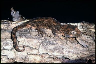 Mniarogekko chahoua