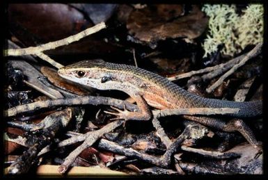 Skink sp.