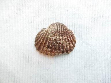 shell