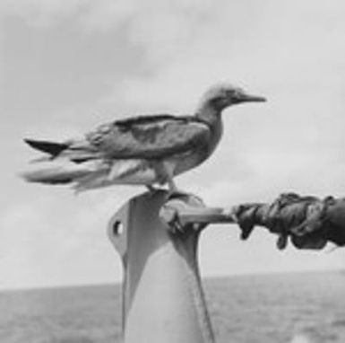 Booby bird perched on R/V Horizon, off Necker Island (Mokumanamana)