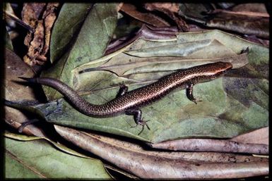 Caledoniscincus atropunctatus