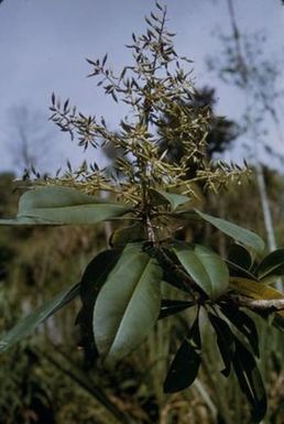 [Schuurmansia henningsii close-up in Kainantu, Papua New Guinea]