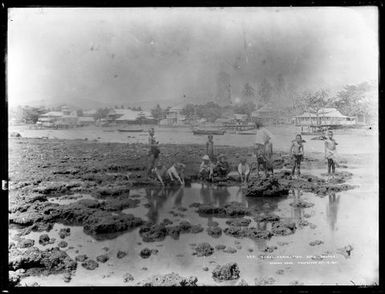 Coral formation, Apia, Samoa