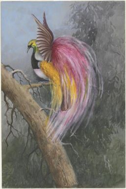 Red-plumed bird of paradise / Ellis Rowan