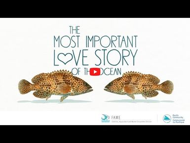 The Fisher's Tales S1 Ep3 (English) - Groupers: The most important love story of the ocean