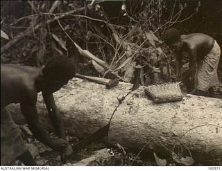 Lae, New Guinea. 1944-07-26. Australian New Guinea Administrative Unit (ANGAU) natives using a cross cut saw to cut up a large tree which they felled under instruction from members of 2/3rd ..