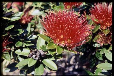 Metrosideros in flower