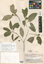 Psychotria archboldiana