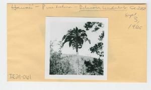[Delissea undulata in Hawaii, envelope IE29-061]