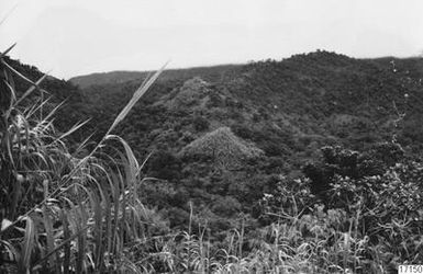 ["berg, landskap, skog, fotografi, photograph"]