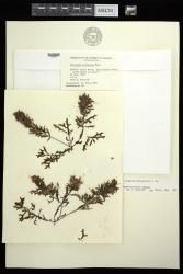 Sargassum polyphyllum