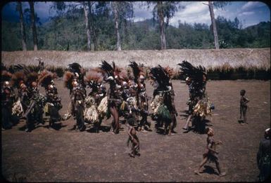 Dancing on the singsing ground: men in all their splendour (4) : The Tengerap Clan Singsing, Wahgi Valley, Papua New Guinea, 1954 / Terence and Margaret Spencer