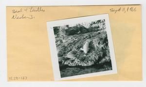 [Seal and turtles in Hawaii, envelope IE29-187]