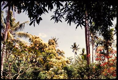 Frangipani and flowering shrubs, Fiji, 1971