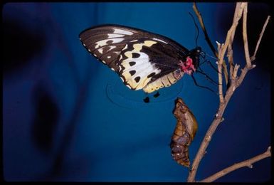 Ornithoptera priamus poseidon