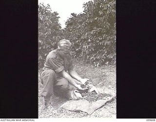 AIYURA, NEW GUINEA, 1946-01-09. WARRANT OFFICER 2 HARDAKER INSPECTING NEWLY PICKED COFFEE BEANS FROM TREES AT THE BRECHIN PLANTATION BLOCK, AUSTRALIAN NEW GUINEA ADMINISTRATIVE UNIT EXPERIMENTAL ..