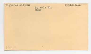 [Pipturus albidus in Hawaii, envelope IE19-191]