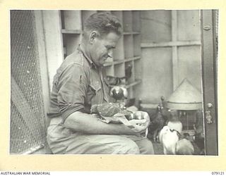 TSIMBA AREA, BOUGAINVILLE ISLAND. 1945-02-13. SX35393 SERGEANT V. BLANDEN, 7TH PIGEON SECTION ATTACHED B CORPS, CORPS OF SIGNALS FEEDING THE PIGEONS IN ONE OF THE UNIT LOFTS