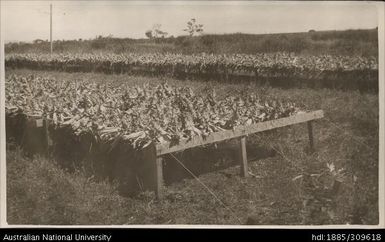 Selected suckers on drying racks, Lega Lega