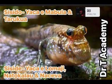 FOCUS ON CICIA ISLAND 🏝️ : Sisido e Mabula & Tarukua. Siside e Lomaji, Naceva & Natokalau
