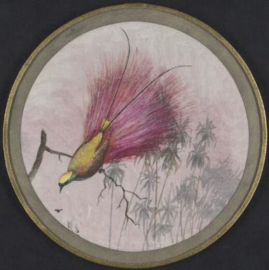 Goldie's bird of paradise (Paradisaea decora), Papua New Guinea, 1917 / Ellis Rowan