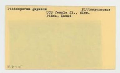 [Pittosporum gayanum in Hawaii, envelope IE16-115]