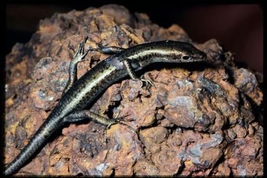 Cryptoblepharus novocaledonicus