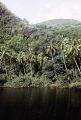 French Polynesia, jungle forest on water's edge