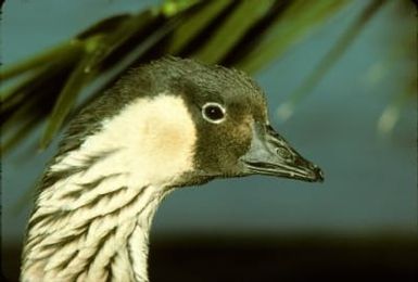 Hawaiian Goose or Nene